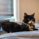 Cavendish Cat And Gaming House