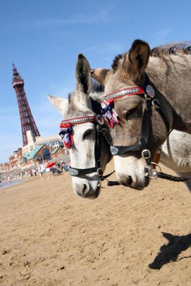 The Savoy (adults Only) 3* Blackpool