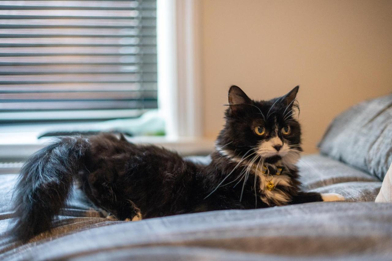 Cavendish Cat And Gaming House Homestay
