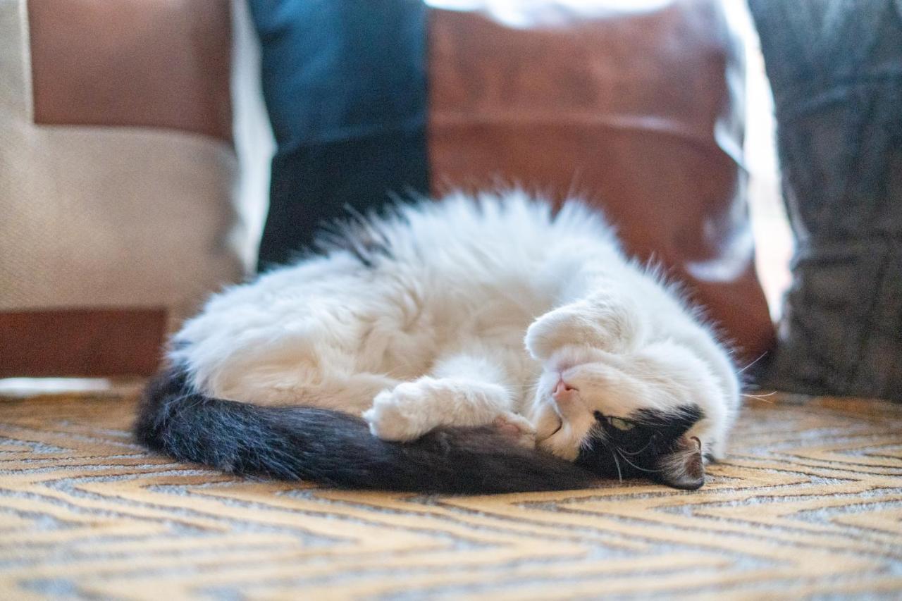 Cavendish Cat And Gaming House Homestay