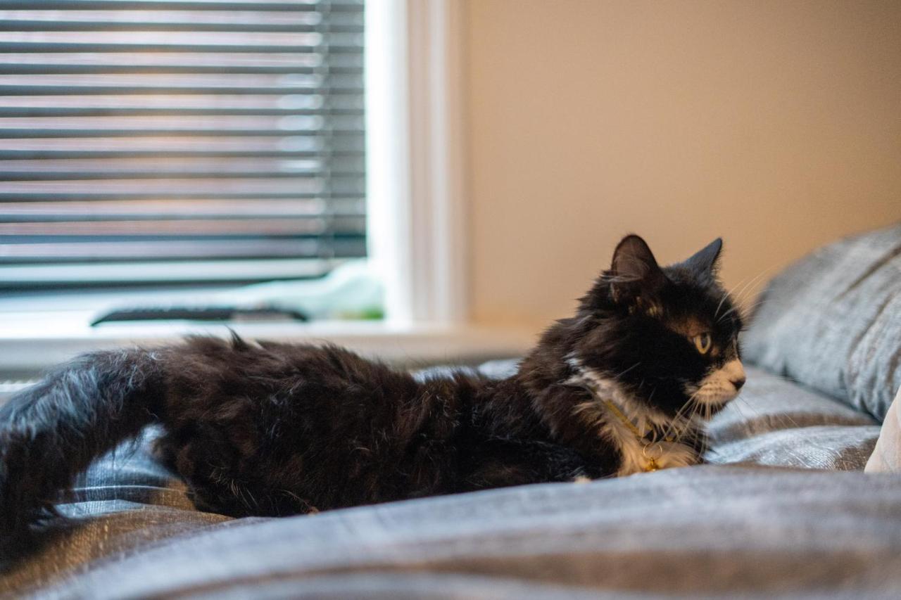 Cavendish Cat And Gaming House Homestay Blackpool