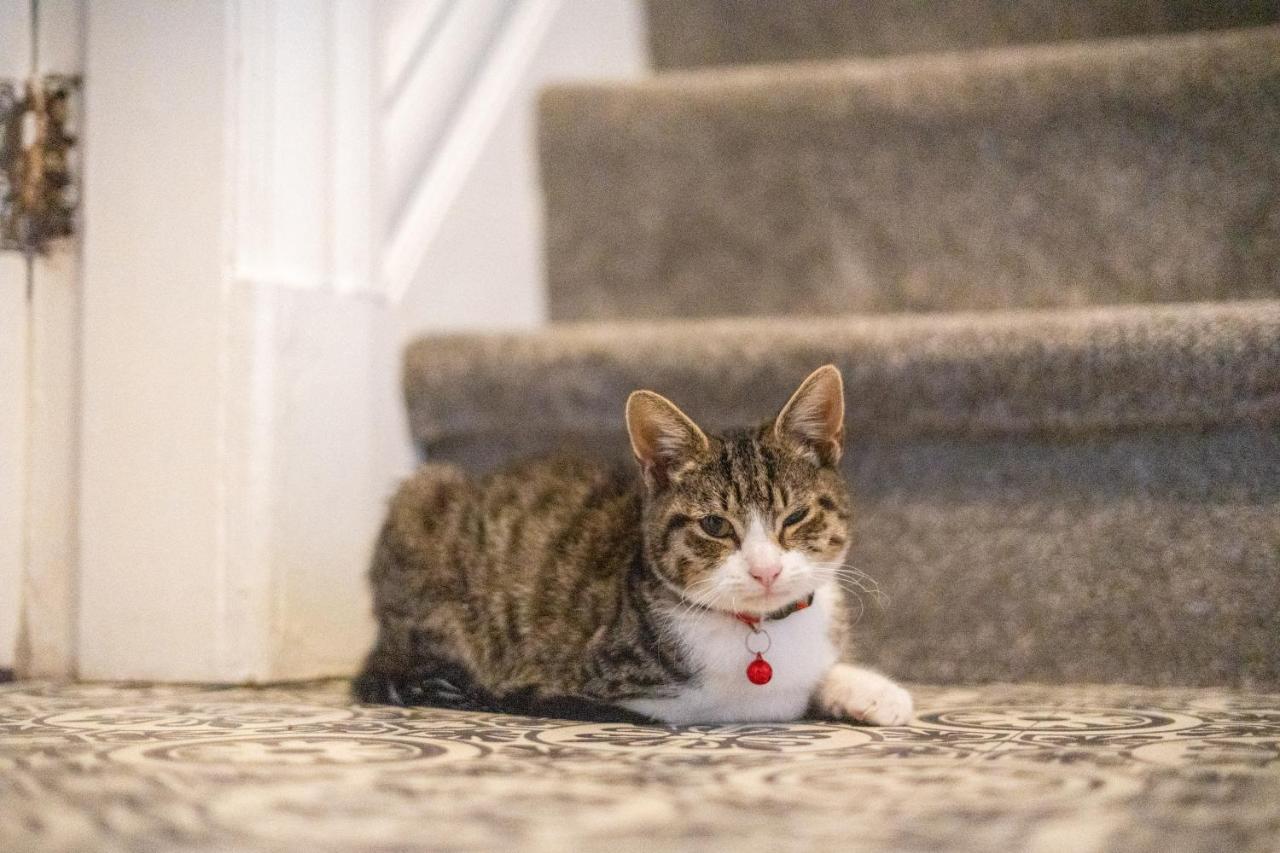 Homestay Cavendish Cat And Gaming House *