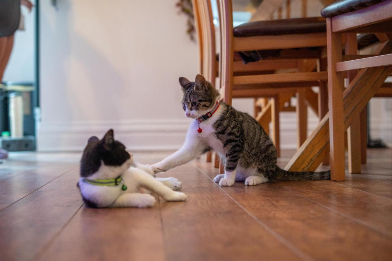 Homestay Cavendish Cat And Gaming House