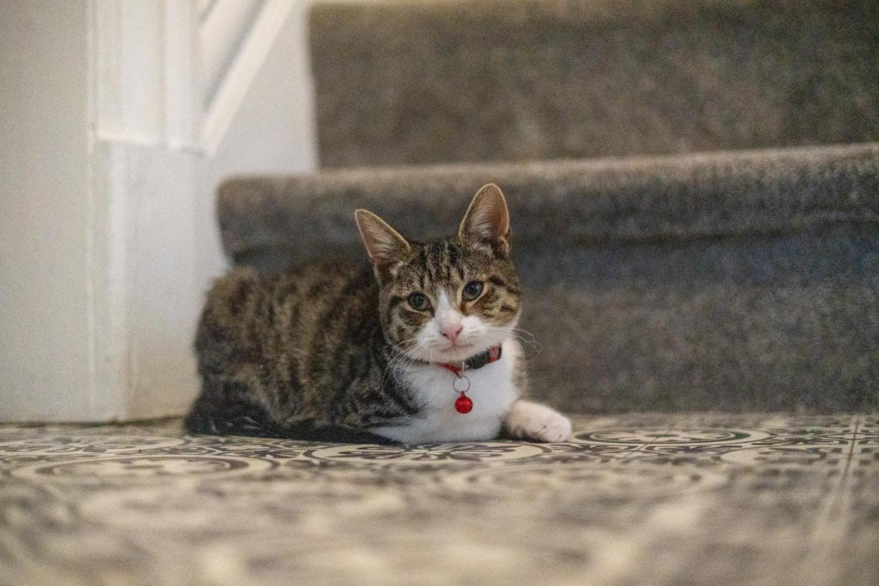 Cavendish Cat And Gaming House Homestay *