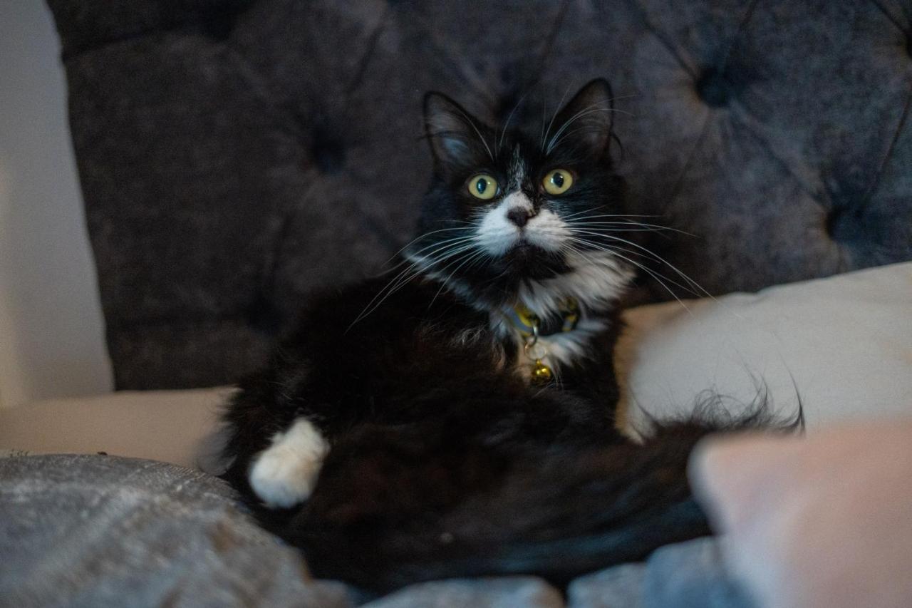 Cavendish Cat And Gaming House Homestay *