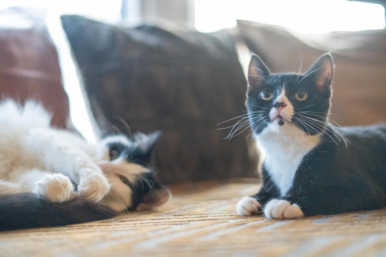 Cavendish Cat And Gaming House