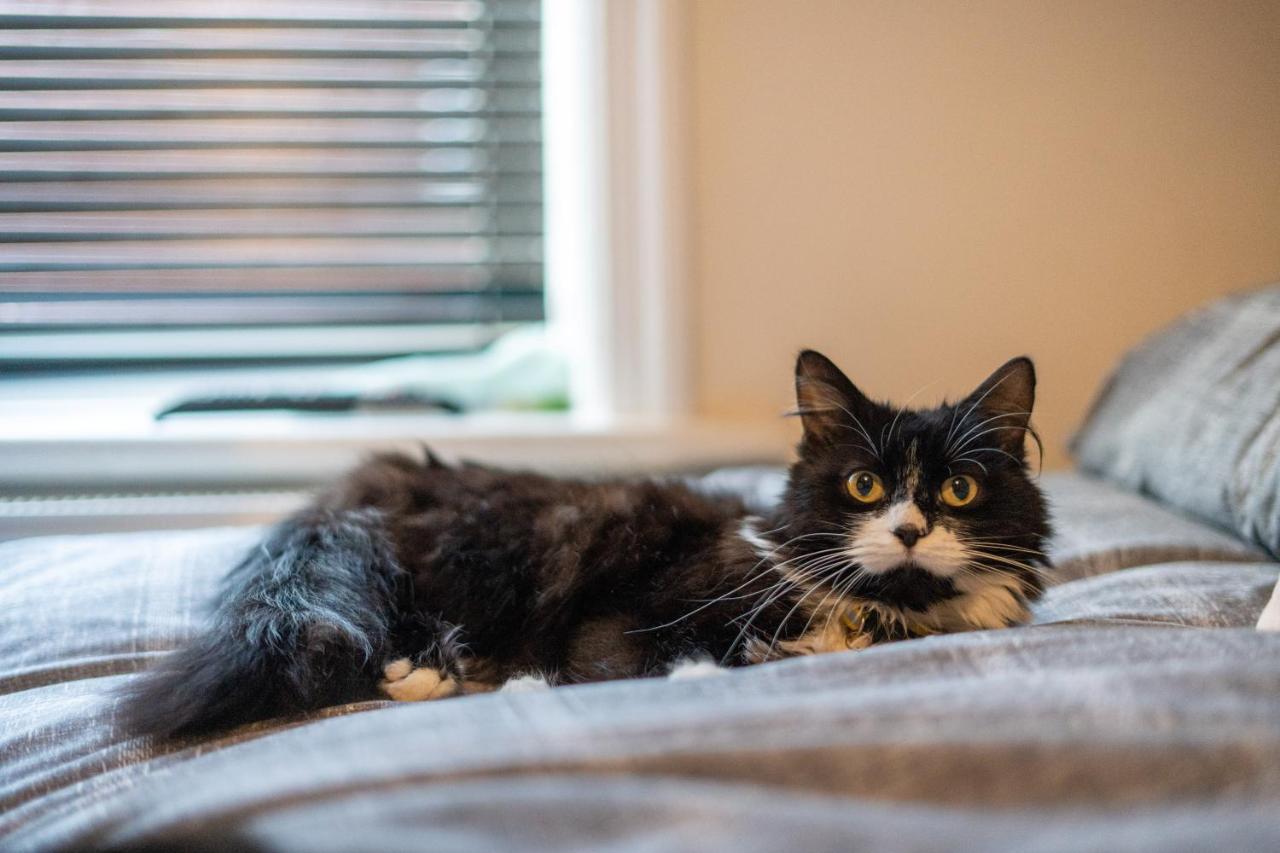 Homestay Cavendish Cat And Gaming House Blackpool