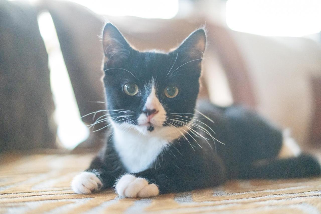 Cavendish Cat And Gaming House *