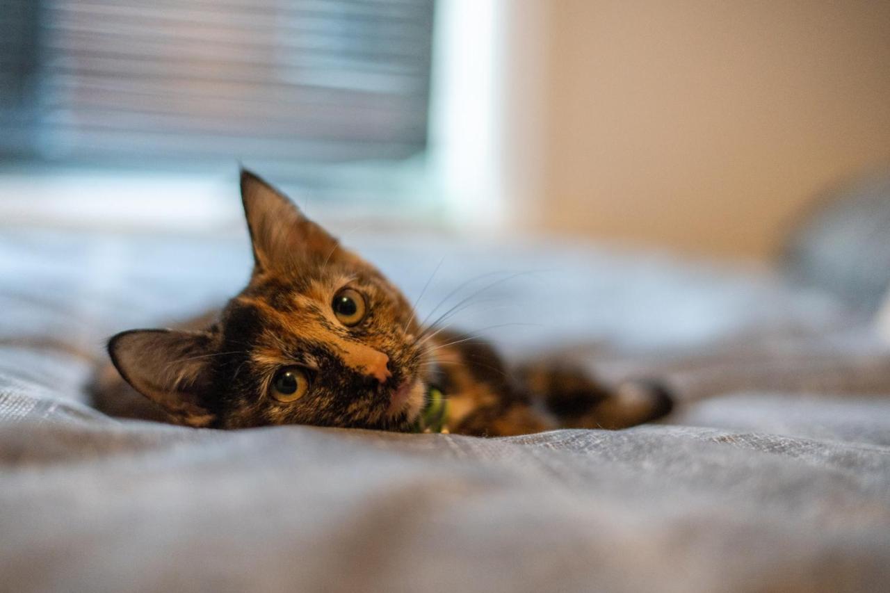Homestay Cavendish Cat And Gaming House