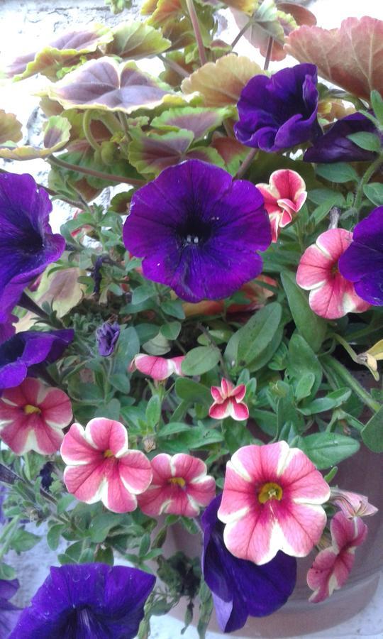 Guest house Seasons 24