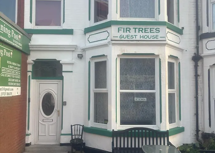 Fir Trees